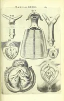 An illustration from Anatomia, ex Caspari Bartholini parentis Institutionibus, (1651)