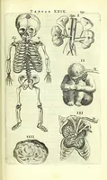 An illustration from Anatomia, ex Caspari Bartholini parentis Institutionibus, (1651)