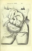 An illustration from Anatomia, ex Caspari Bartholini parentis Institutionibus, (1651)