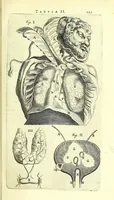 An illustration from Anatomia, ex Caspari Bartholini parentis Institutionibus, (1651)