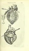 An illustration from Anatomia, ex Caspari Bartholini parentis Institutionibus, (1651)