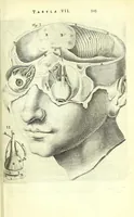 An illustration from Anatomia, ex Caspari Bartholini parentis Institutionibus, (1651)