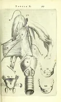 An illustration from Anatomia, ex Caspari Bartholini parentis Institutionibus, (1651)