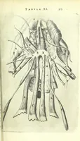 An illustration from Anatomia, ex Caspari Bartholini parentis Institutionibus, (1651)