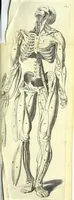 An illustration from Anatomia, ex Caspari Bartholini parentis Institutionibus, (1651)
