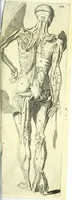 An illustration from Anatomia, ex Caspari Bartholini parentis Institutionibus, (1651)