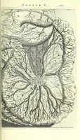 An illustration from Anatomia, ex Caspari Bartholini parentis Institutionibus, (1651)