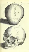 An illustration from Anatomia, ex Caspari Bartholini parentis Institutionibus, (1651)