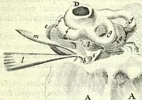 An illustration from Anatomia, ex Caspari Bartholini parentis Institutionibus, (1651)