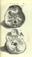 An illustration from Anatomia, ex Caspari Bartholini parentis Institutionibus, (1651)