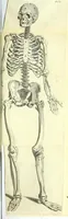 An illustration from Anatomia, ex Caspari Bartholini parentis Institutionibus, (1651)