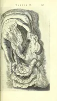 An illustration from Anatomia, ex Caspari Bartholini parentis Institutionibus, (1651)