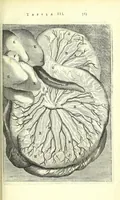 An illustration from Anatomia, ex Caspari Bartholini parentis Institutionibus, (1651)