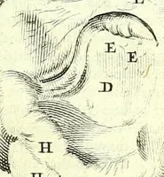 An illustration from Anatomia, ex Caspari Bartholini parentis Institutionibus, (1651)