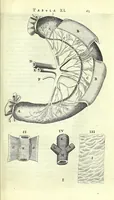 An illustration from Anatomia, ex Caspari Bartholini parentis Institutionibus, (1651)