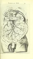 An illustration from Anatomia, ex Caspari Bartholini parentis Institutionibus, (1651)