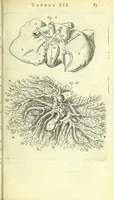 Picture 10 of 38 from Anatomia, ex Caspari Bartholini parentis Institutionibus : (1666), leaf 109