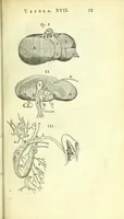 Picture 11 of 38 from Anatomia, ex Caspari Bartholini parentis Institutionibus : (1666), leaf 117