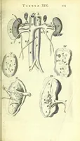 An illustration from Anatomia, ex Caspari Bartholini parentis Institutionibus : (1666)