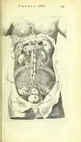 Picture 14 of 38 from Anatomia, ex Caspari Bartholini parentis Institutionibus : (1666), leaf 177