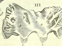 Picture 20 of 38 from Anatomia, ex Caspari Bartholini parentis Institutionibus : (1666), leaf 269