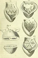 An illustration from Anatomia, ex Caspari Bartholini parentis Institutionibus : (1666)