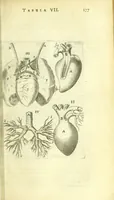 Picture 22 of 38 from Anatomia, ex Caspari Bartholini parentis Institutionibus : (1666), leaf 297