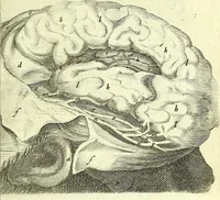 An illustration from Anatomia, ex Caspari Bartholini parentis Institutionibus : (1666)