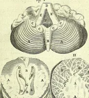 An illustration from Anatomia, ex Caspari Bartholini parentis Institutionibus : (1666)
