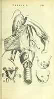 An illustration from Anatomia, ex Caspari Bartholini parentis Institutionibus : (1666)