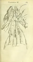 An illustration from Anatomia, ex Caspari Bartholini parentis Institutionibus : (1666)