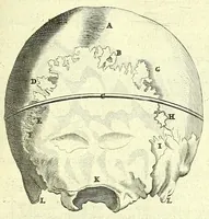 An illustration from Anatomia, ex Caspari Bartholini parentis Institutionibus : (1666)