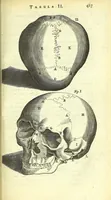 An illustration from Anatomia, ex Caspari Bartholini parentis Institutionibus : (1666)
