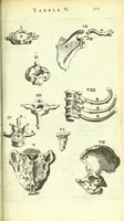 An illustration from Anatomia, ex Caspari Bartholini parentis Institutionibus : (1666)