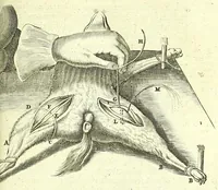 An illustration from Anatomia, ex Caspari Bartholini parentis Institutionibus : (1666)