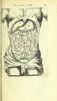 An illustration from Anatomia, ex Caspari Bartholini parentis Institutionibus : (1666)