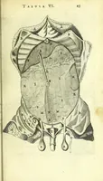 An illustration from Anatomia, ex Caspari Bartholini parentis Institutionibus : (1666)