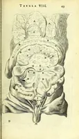 An illustration from Anatomia, ex Caspari Bartholini parentis Institutionibus : (1666)