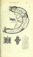 Picture 8 of 38 from Anatomia, ex Caspari Bartholini parentis Institutionibus : (1666), leaf 89