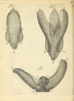 An illustration from Anatomia seu interiora rerum : cum animatarum tum inanimarum [sic], ope & nebeficio [sic] exquisitissimorum microscopiorum detecta, variisque experimentis demonstrata, una cum discursu & ulteriore dilucidatione epistolis quibusdam ad celeberrimum quod ser[enissi]mi Magnae Brittanniae Regis auspicio Londini floret, Philosophorum Collegium datis comprehensa (1687)