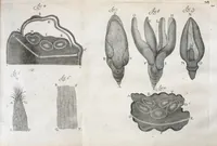 An illustration from Anatomia seu interiora rerum : cum animatarum tum inanimarum [sic], ope & nebeficio [sic] exquisitissimorum microscopiorum detecta, variisque experimentis demonstrata, una cum discursu & ulteriore dilucidatione epistolis quibusdam ad celeberrimum quod ser[enissi]mi Magnae Brittanniae Regis auspicio Londini floret, Philosophorum Collegium datis comprehensa (1687)
