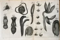 An illustration from Anatomia seu interiora rerum : cum animatarum tum inanimarum [sic], ope & nebeficio [sic] exquisitissimorum microscopiorum detecta, variisque experimentis demonstrata, una cum discursu & ulteriore dilucidatione epistolis quibusdam ad celeberrimum quod ser[enissi]mi Magnae Brittanniae Regis auspicio Londini floret, Philosophorum Collegium datis comprehensa (1687)