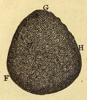 An illustration from Anatomia seu interiora rerum : cum animatarum tum inanimarum [sic], ope & nebeficio [sic] exquisitissimorum microscopiorum detecta, variisque experimentis demonstrata, una cum discursu & ulteriore dilucidatione epistolis quibusdam ad celeberrimum quod ser[enissi]mi Magnae Brittanniae Regis auspicio Londini floret, Philosophorum Collegium datis comprehensa (1687)