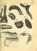 An illustration from Anatomia seu interiora rerum : cum animatarum tum inanimarum [sic], ope & nebeficio [sic] exquisitissimorum microscopiorum detecta, variisque experimentis demonstrata, una cum discursu & ulteriore dilucidatione epistolis quibusdam ad celeberrimum quod ser[enissi]mi Magnae Brittanniae Regis auspicio Londini floret, Philosophorum Collegium datis comprehensa (1687)