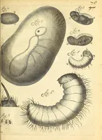 An illustration from Anatomia seu interiora rerum : cum animatarum tum inanimarum [sic], ope & nebeficio [sic] exquisitissimorum microscopiorum detecta, variisque experimentis demonstrata, una cum discursu & ulteriore dilucidatione epistolis quibusdam ad celeberrimum quod ser[enissi]mi Magnae Brittanniae Regis auspicio Londini floret, Philosophorum Collegium datis comprehensa (1687)