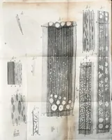 An illustration from Anatomia seu interiora rerum : cum animatarum tum inanimarum [sic], ope & nebeficio [sic] exquisitissimorum microscopiorum detecta, variisque experimentis demonstrata, una cum discursu & ulteriore dilucidatione epistolis quibusdam ad celeberrimum quod ser[enissi]mi Magnae Brittanniae Regis auspicio Londini floret, Philosophorum Collegium datis comprehensa (1687)