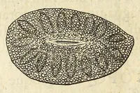 An illustration from Anatomia seu interiora rerum : cum animatarum tum inanimarum [sic], ope & nebeficio [sic] exquisitissimorum microscopiorum detecta, variisque experimentis demonstrata, una cum discursu & ulteriore dilucidatione epistolis quibusdam ad celeberrimum quod ser[enissi]mi Magnae Brittanniae Regis auspicio Londini floret, Philosophorum Collegium datis comprehensa (1687)