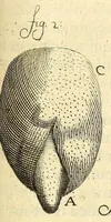 An illustration from Anatomia seu interiora rerum : cum animatarum tum inanimarum [sic], ope & nebeficio [sic] exquisitissimorum microscopiorum detecta, variisque experimentis demonstrata, una cum discursu & ulteriore dilucidatione epistolis quibusdam ad celeberrimum quod ser[enissi]mi Magnae Brittanniae Regis auspicio Londini floret, Philosophorum Collegium datis comprehensa (1687)