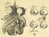 An illustration from Anatomia seu interiora rerum : cum animatarum tum inanimarum [sic], ope & nebeficio [sic] exquisitissimorum microscopiorum detecta, variisque experimentis demonstrata, una cum discursu & ulteriore dilucidatione epistolis quibusdam ad celeberrimum quod ser[enissi]mi Magnae Brittanniae Regis auspicio Londini floret, Philosophorum Collegium datis comprehensa (1687)