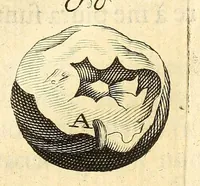 An illustration from Anatomia seu interiora rerum : cum animatarum tum inanimarum [sic], ope & nebeficio [sic] exquisitissimorum microscopiorum detecta, variisque experimentis demonstrata, una cum discursu & ulteriore dilucidatione epistolis quibusdam ad celeberrimum quod ser[enissi]mi Magnae Brittanniae Regis auspicio Londini floret, Philosophorum Collegium datis comprehensa (1687)